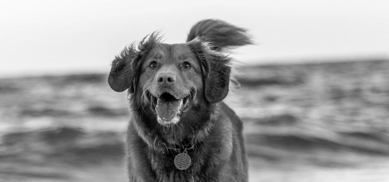 A black and white photo of a dog playfully standing on the beach, with waves gently lapping at the shore in the background