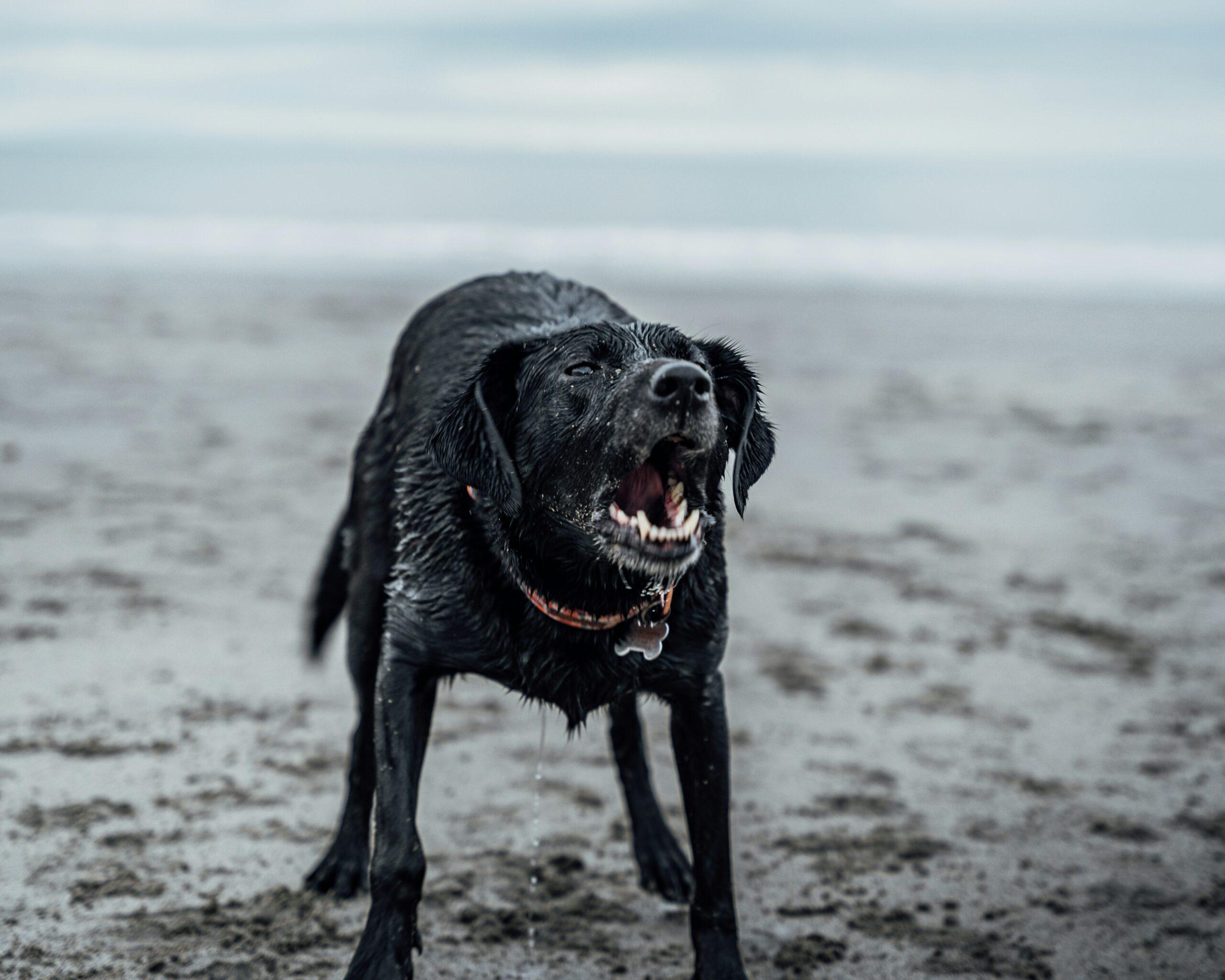 A wet black dog on a beach mid-shake with its mouth open and water droplets flying around.